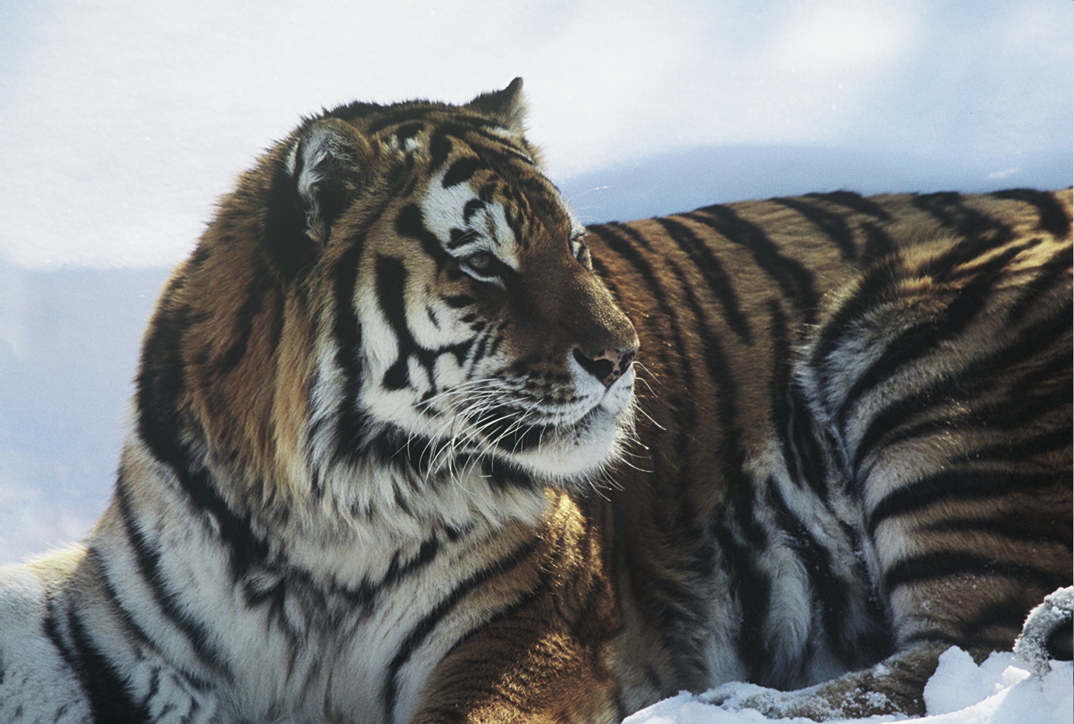 배경 화면 : niceshot, 큰곰, 벌금, 시베리아, winterwildlife, 특정, goldwildlife ...