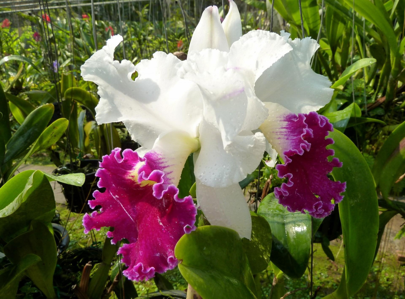have, drivhus, Iris, Cattleya, blomst, plante, flora, dråber, friskhed, botanik, jord plante, blomstrende plante, tæt på