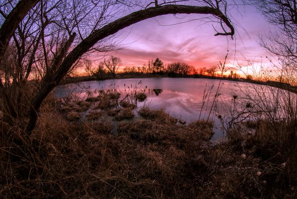 sunset,lake,tree,ice,water,frozen