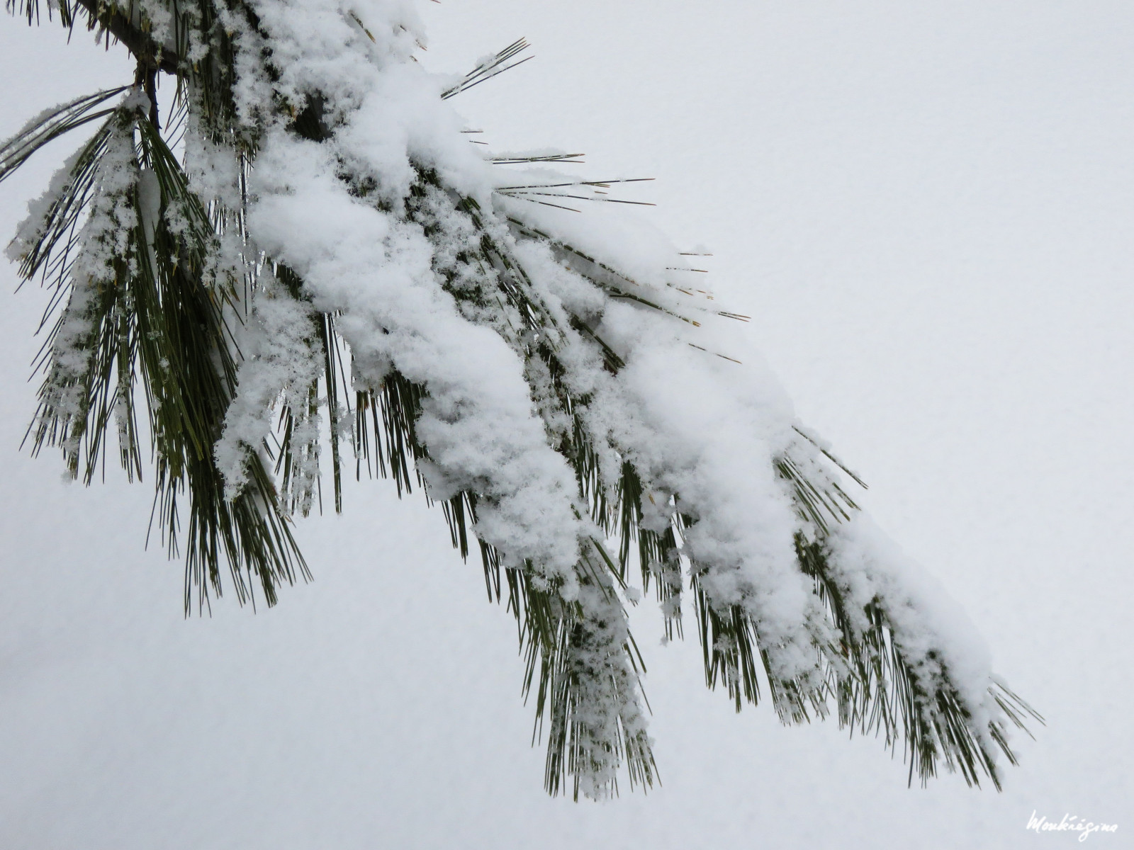 schnee, inverno, bianca, la neve, Canada, macro, albero, natura, avvicinamento, pino, perno, nevoso, modelli, rami, hiver, natur, textures, Sempreverde, Quebec, disegni, neige, ramoscelli, arbre, blanc, denso, conifero, conifera, Stickysnow, Filiali, Ge st, Conif re, Longneedle, Enneig e, monteregina, Longueaiguille, Neigecollante