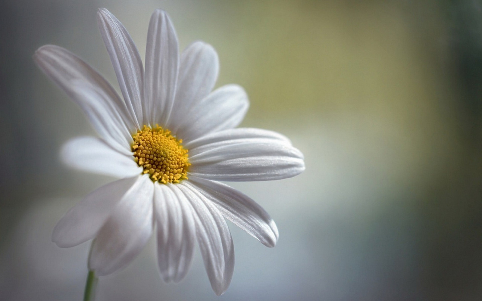 hvid, blomster, natur, fotografering, grøn, gul, blomst, Daisy, blad, blomst, plante, flora, kronblad, wildflower, 1920x1200 px, botanik, jord plante, blomstrende plante, tæt på, makrofotografering, stængelplante, daisy familie, hvid okseøje