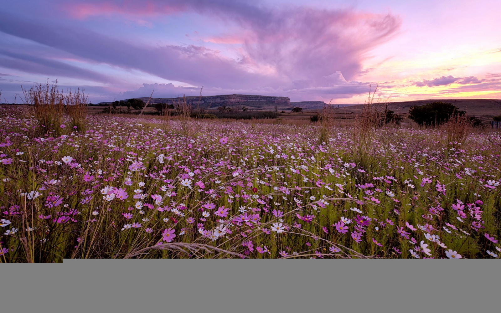 Wallpaper : sunlight, landscape, sunset, flowers, nature, sky, field
