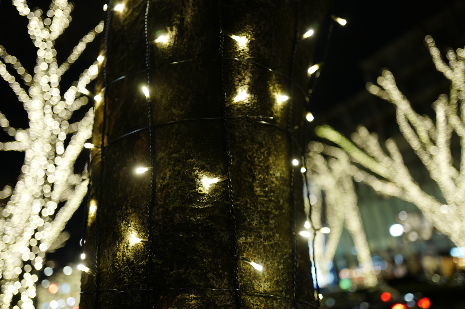 Japonsko, slunečnímu záření, noc, větev, Vánoční strom, Vánoce, Vánoční osvětlení, Leica, Tokio, jp, světlo, strom, květ, osvětlení, osvětlení, tma, summilux, leicaq, summilux1728, q, 1728, Omotesando, Harajuku, dřevina, vánoční dekorace