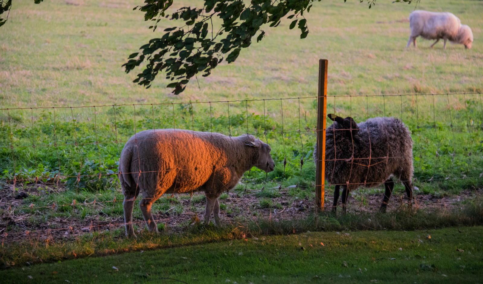 erba, mattina, natura, azienda agricola, bisonte, pecora, animale, alba, prateria, campagna, djur, pascolo, landsbygd, s dersl TT, Gryning, Morgon, f r, mandria, prato, fauna, mammifero, prateria, pecore, area rurale, bestiame come mammifero, pascolo