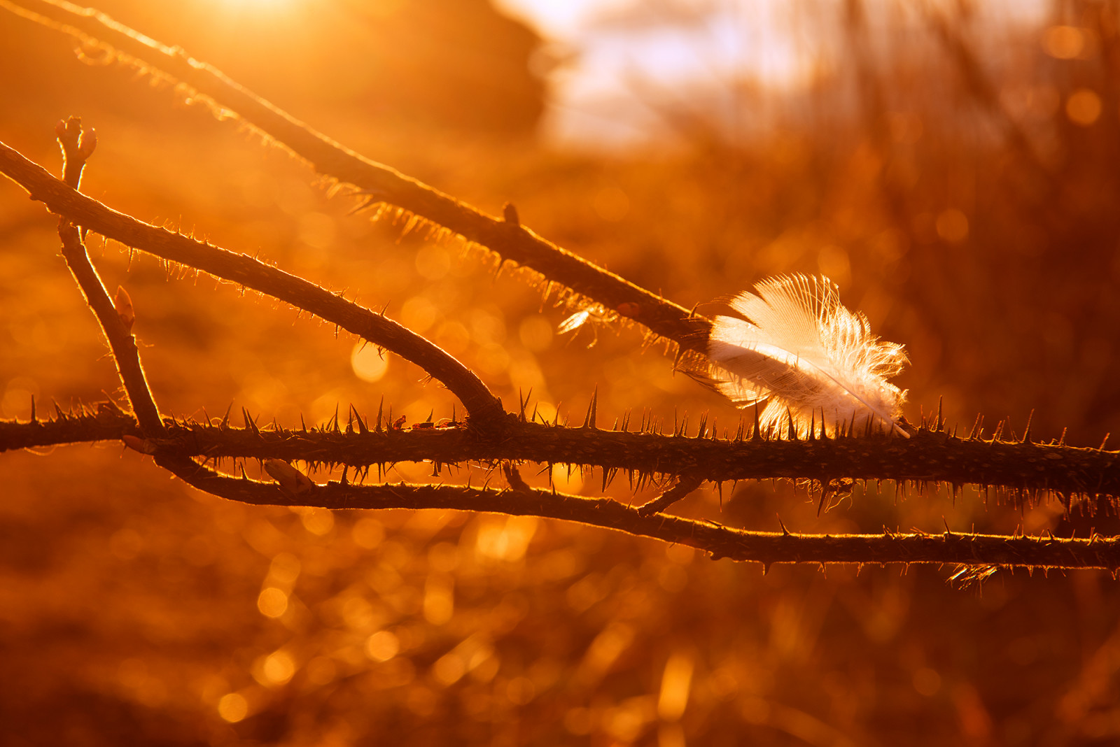 slunečnímu záření, západ slunce, noc, Příroda, odraz, fotografování, větev, žlutý, večer, ráno, mráz, slunce, bokeh, 2015, Finsko, trní, Helsinki, Suomi, světlo, strom, hloubka pole, podzim, list, květ, rostlina, sezóna, Pírko, D600, nikond600, Ilta, smět, počítač tapeta, zblízka, makro fotografie, tráva rodina, t l nlahti, auringonlasku, toukokuu, keltainen, piikit, h yhen, afsnikkor2470mmf28ged, piikik s, mikkoluntiala, kellert v
