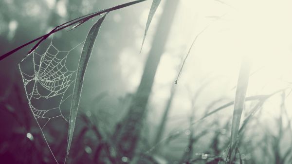 sunlight, depth of field, water, nature, reflection, grass