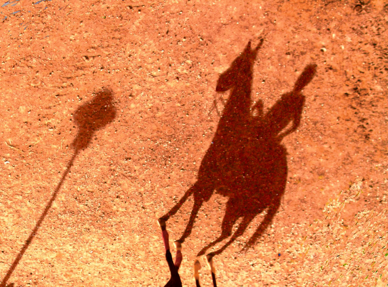 kůň, stín, Volně žijících živočichů, slunce, 2011, prozkoumat, žirafa, podrážka, fauna, savec, Ombra, novalevante, půda, Giraffidae, savana, Koně, cavallo, maneggio