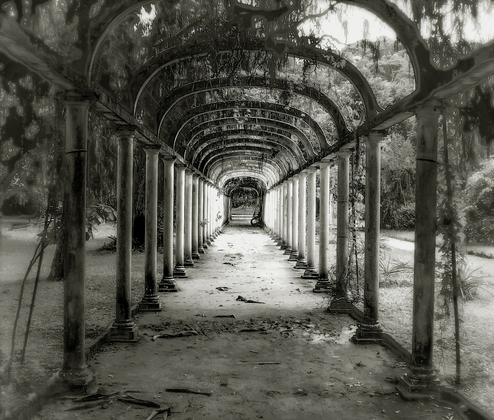 černobílý, architektura, symetrie, oblouk, struktura, infrastruktura, strom, flickr, fotografie, Rio, de, foto, dělat, janeiro, jardim, Černý a bílý, monochromatické fotografování, serlunar, Botanico