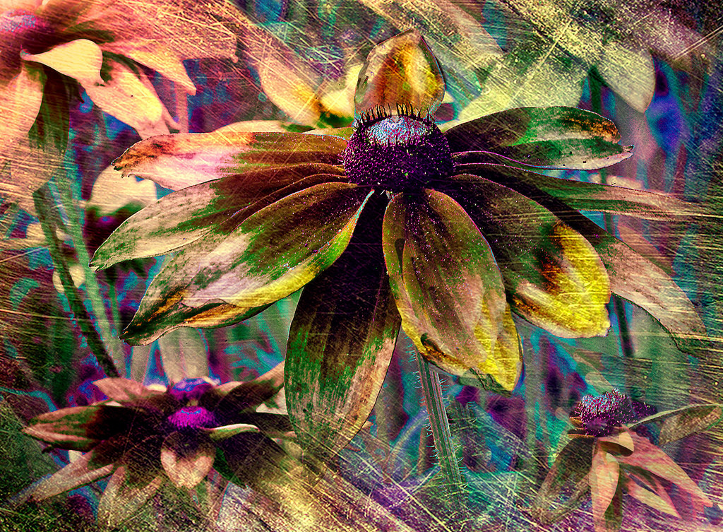 blomster, tusindfryd, elektrisk, efterår, blad, blomst, plante, flora, blomstrer, teksturer, strålende, indtryk, jord plante, blomstrende plante, fraktale kunst, multcolor