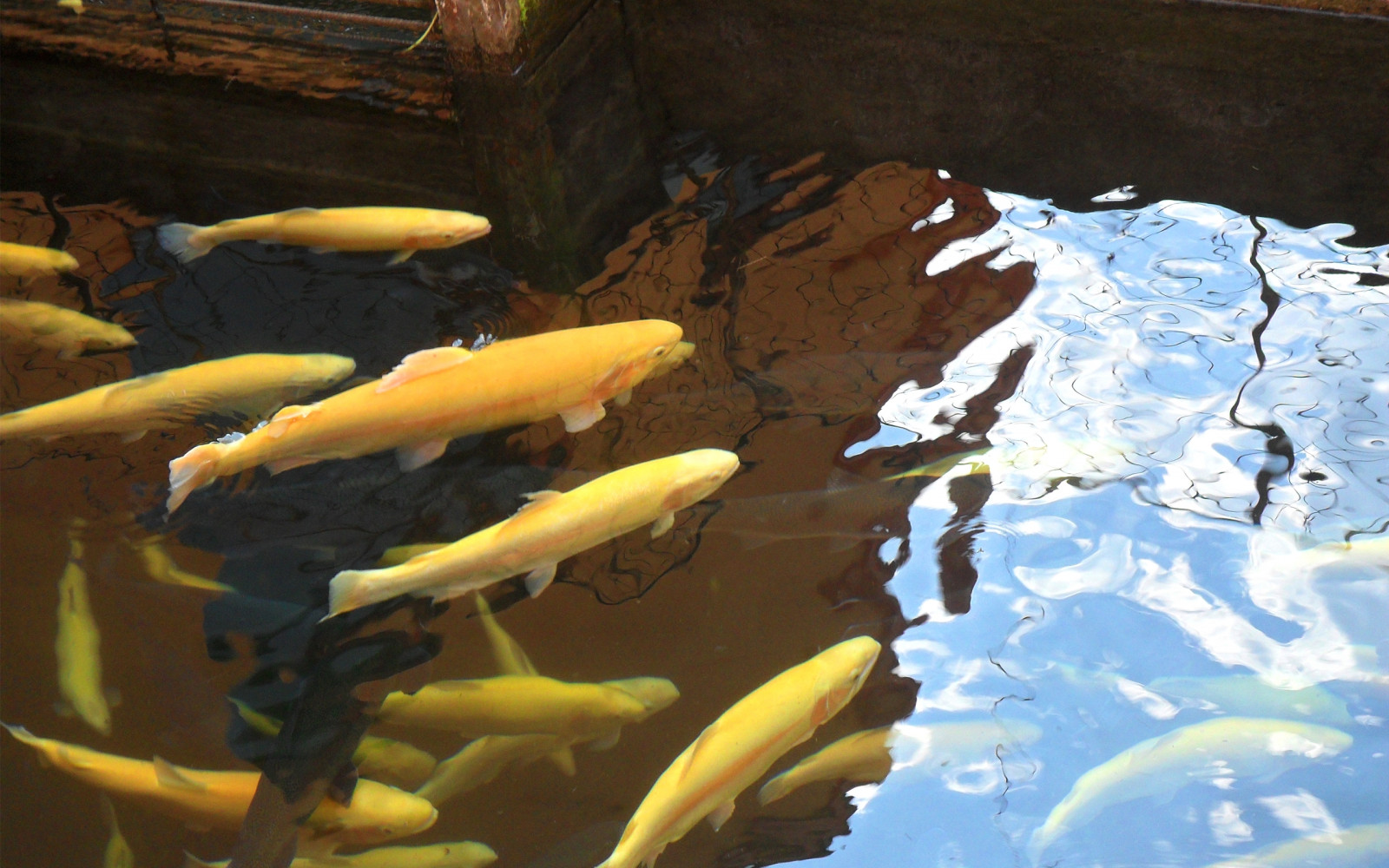 Wallpaper water, reflection, fish, koi, pond, swim 2560x1600