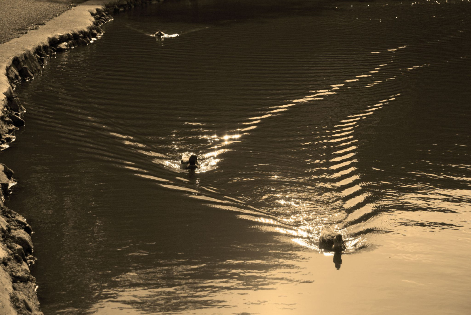 slunečnímu záření, jezero, voda, odraz, nebe, uklidnit, večer, vlny, sépie, řeka, rybník, plavání, 2007, strom, Kachny, vlna, abigfave, theperfectphotographer, betterthangood, blueribbonwinner, supershot, infinestyle, ysplix, searchthebest, bec, amazingshots, vodní pták, beautifulcapture, probudit, Ten velký, Blackrockpark, Flickrfhotogroup