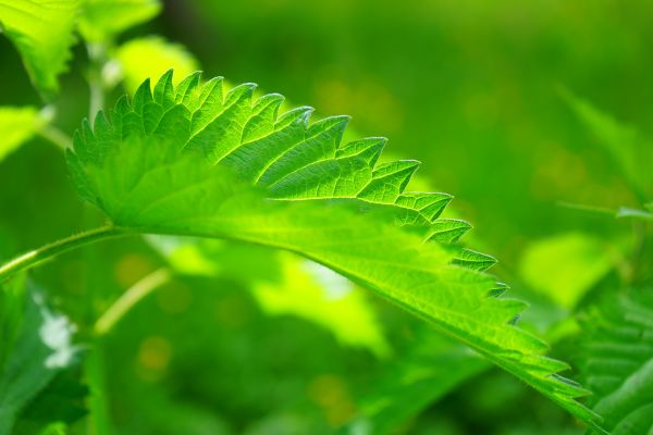 nettle,leaf,close up