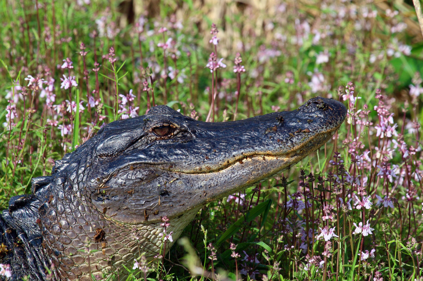 zvěř, Volně žijících živočichů, plazi, krokodýli, plaz, krokodýl, fauna, aligátor, obratlovců, Crocodilia, americký aligátor, krokodýl nilský