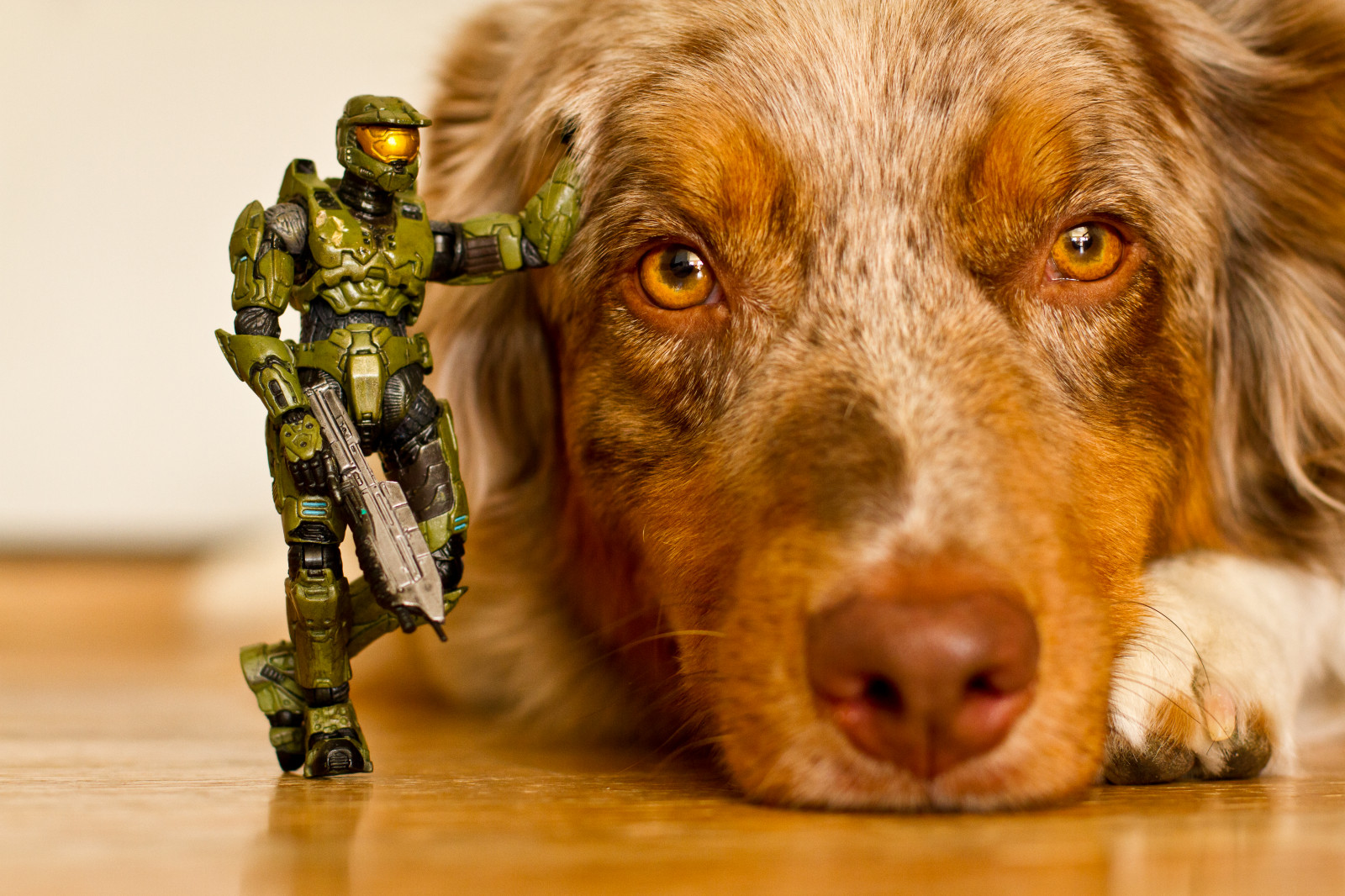 cane, actionfigure, Alone, Jett, aussie, Australian Shepherd, masterchief, McFarlane, redmerle, 52weeksfordogs