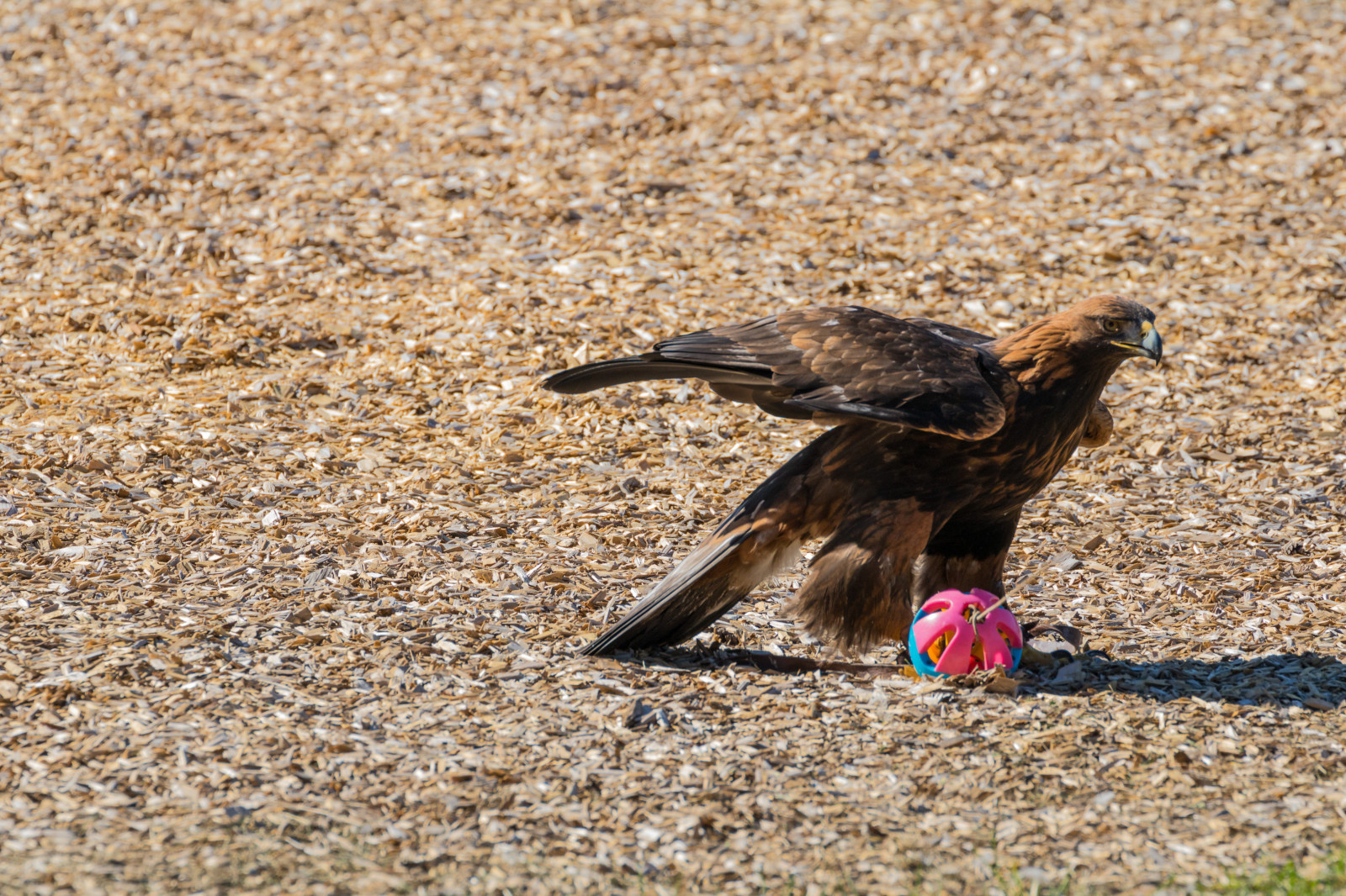 สัตว์ป่า, นกล่าเหยื่อ, เดนมาร์ก, ปาก, กระจอก, นก, birdofprey, Danmark, f เจล, exif model canoneos760d, ประเทศธรณีวิทยา, กล้องทำให้ Canon, geocity, กล้องรุ่น canoneos760d, geostate, ตำแหน่งทางภูมิศาสตร์, exif ทำให้ canon, รูรับแสง exif 71, exif isospeed 160, exif เลนส์ ef70300mmf456lisusm, exif focallength 300mm, Skagen, rovf gel, eagleworld, rnreservatet, Goldeneagle, aquilachrysaetos, kungs rn, ปีก, สัตว์ป่า, นกที่เกาะอยู่, สัตว์มีกระดูกสันหลัง