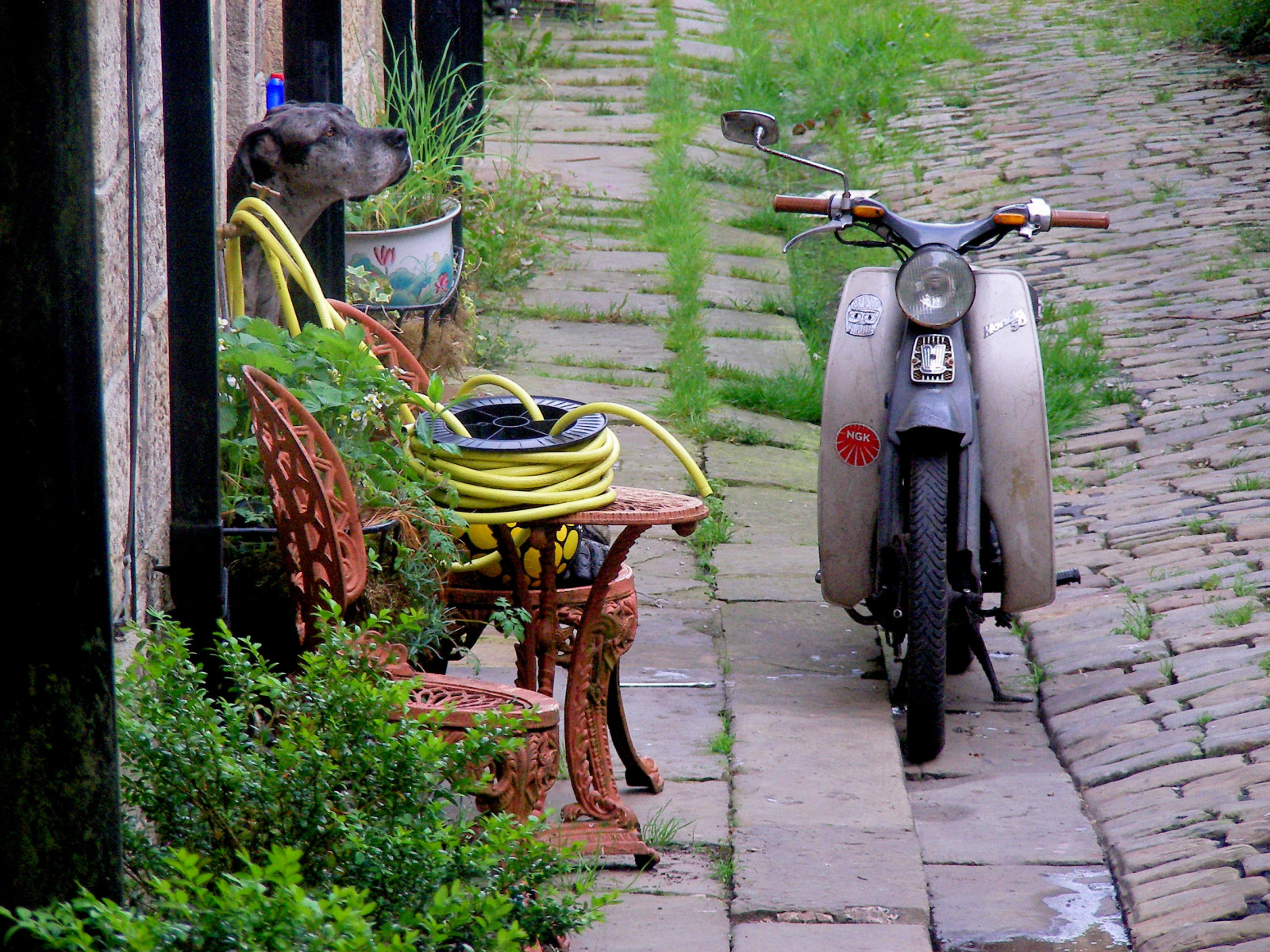 Honda, mládě, skvělý, Dán, kostka, dlážděné, ulice, Lancashire, modrý, slon, Šedá, Cm90, tráva, řadový, kámen