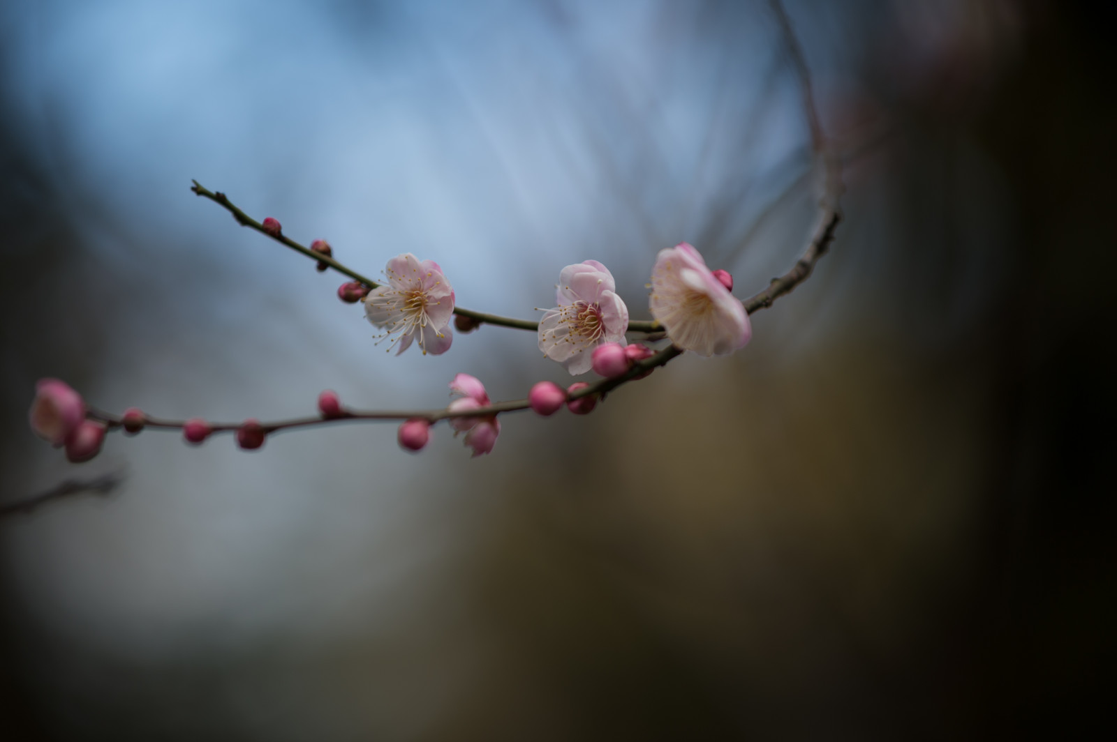 Japonsko, Příroda, fotografování, větev, Třešňový květ, Nikon, květ, jaro, Tokio, jp, NIKKOR, list, květ, rostlina, UME, flóra, pupen, okvětní lístek, afs105mmf14eed, afsnikkor105mmf14eed, df, ikegamibaien, Ikegami, japaneseapricot, větvička, vyrobit, zblízka, makro fotografie, závod stonek
