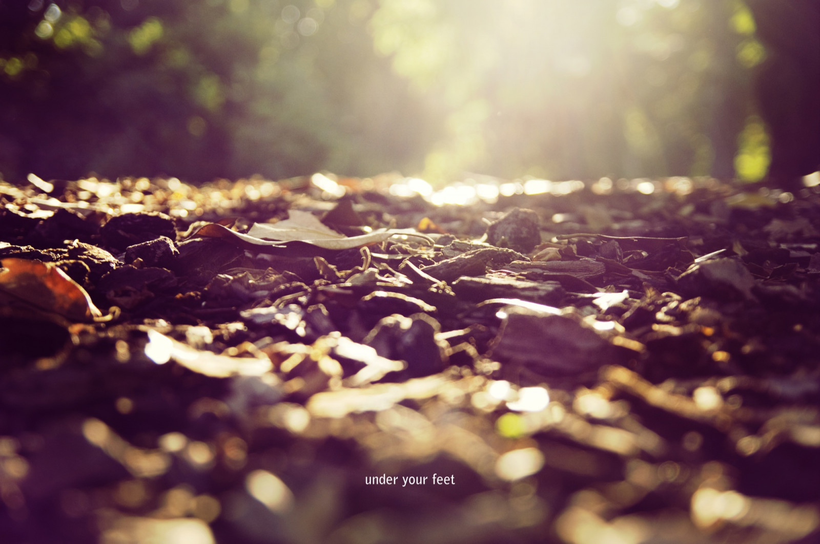 sollys, nat, natur, afspejling, græs, parkere, fotografering, morgen, fødder, Spanien, Madrid, jord, PENTAX, tærter, lys, farve, træ, efterår, blad, blomst, plante, sæson, K7, under, los, mørke, martinez, parque, retiro, suelo, jord, Espana, tæt på, makrofotografering, javier, jmavedillo, avedillo, Bajo