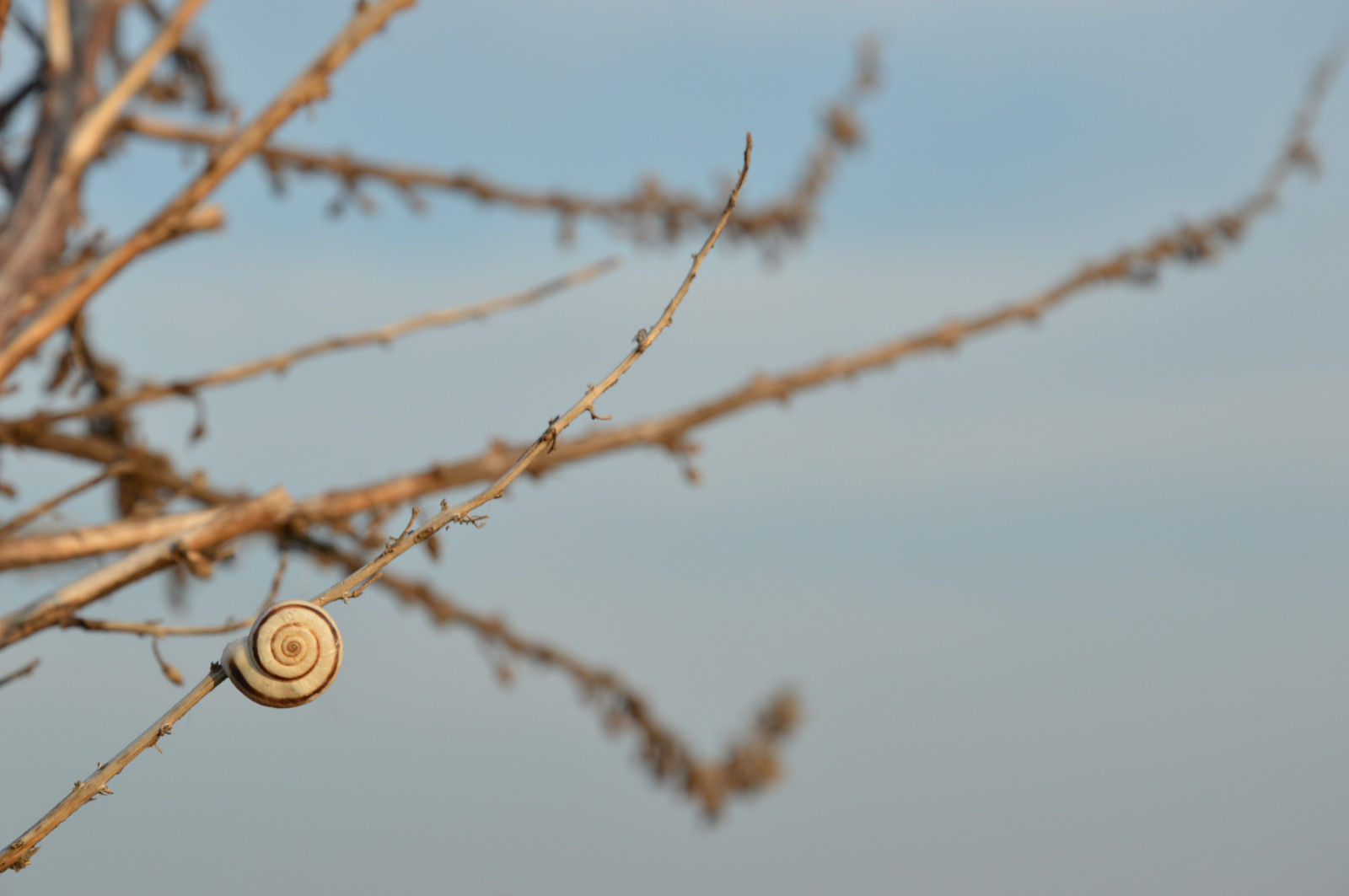 slunečnímu záření, Příroda, rostliny, sníh, zima, větev, ráno, mráz, květ, jaro, větvičky, hlemýžď, zmrazení, strom, podzim, list, květ, rostlina, sezóna, větvička, dřevina, zblízka, makro fotografie, závod stonek