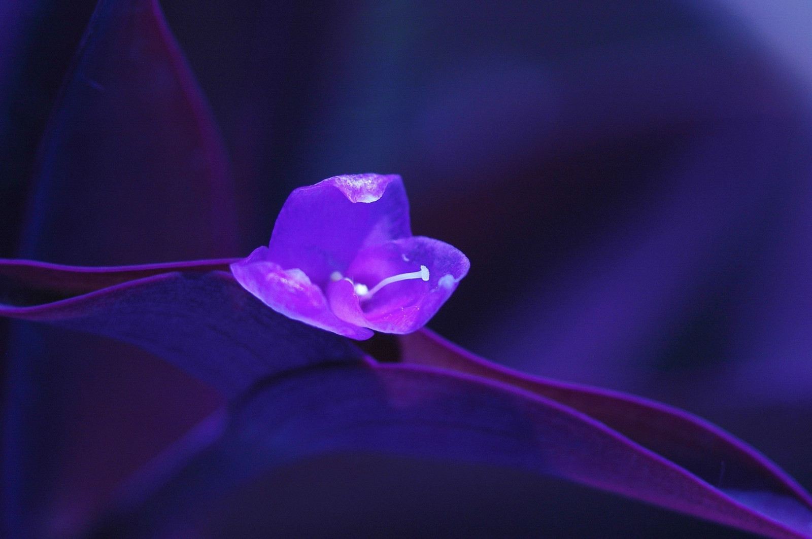 2560x1702 px, flori
