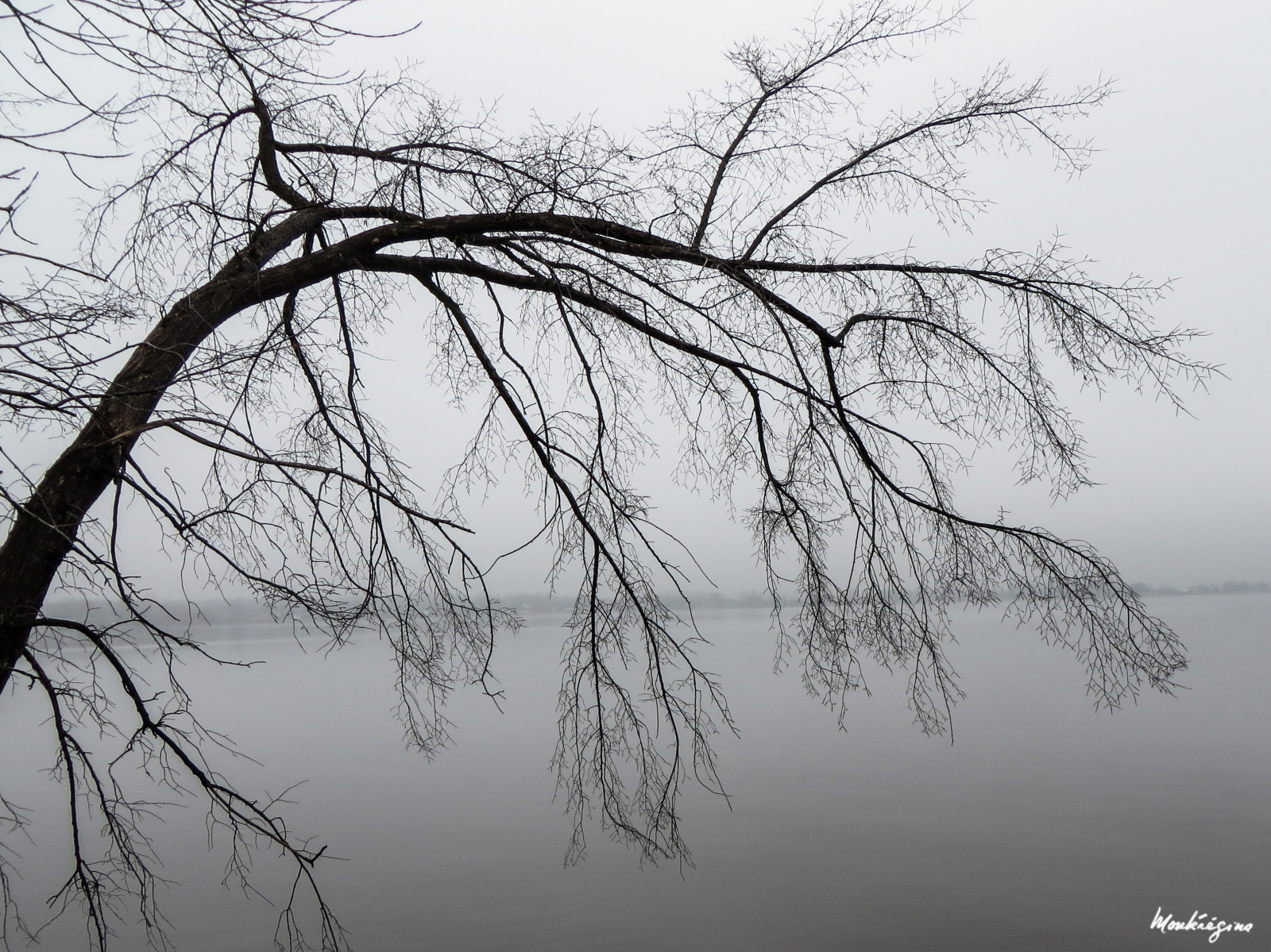 ulice, ráno, mlha, Kanada, strom, Příroda, řeka, krajina, nábřeží, Pohled, větve, natur, Riviere, Quebec, umlčet, mystreet, paysage, moje místo, litovat, větvičky, arbre, vue, brouillard, klidný, ottawariver, mlha, matin, waterscape, tranquille, marue, Ge st, Rivi redesoutaouais, borddeleau, Riveside, monteregina