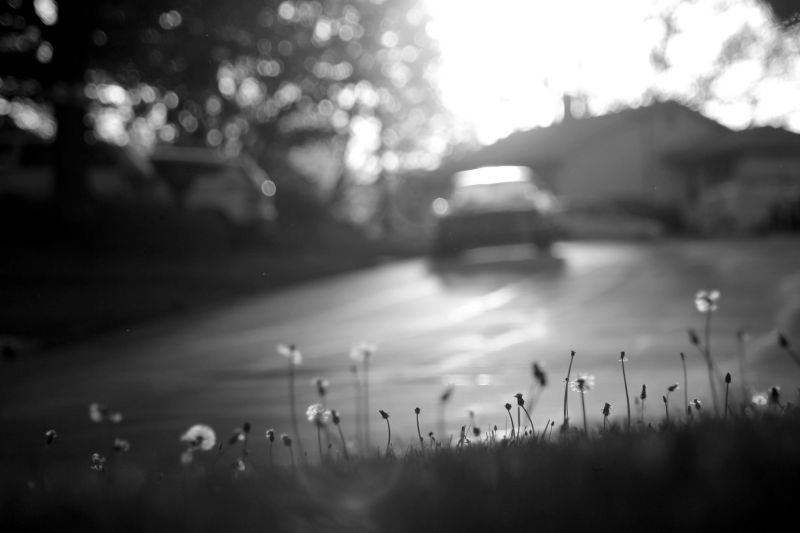 biely, čierna, Monochrome, fotografovanie, slnečnému žiareniu, makro biely, čierna, Monochrome, fotografovanie, slnečnému žiareniu, makro