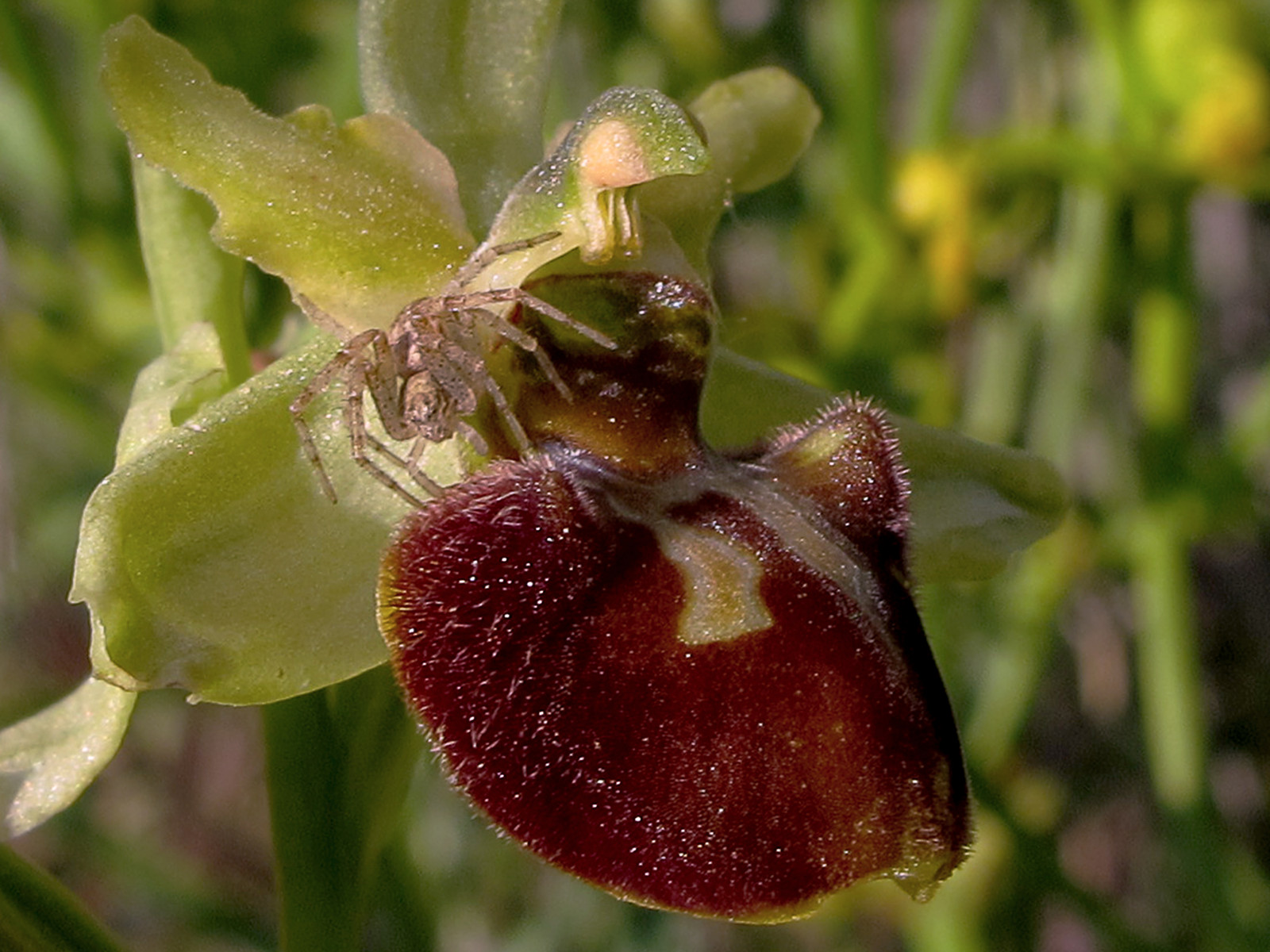 ดอกไม้, พืช, ปลูก, พืชดอก, ophrys, ไซปรัส, fly orchid, กล้วยไม้, bumblebee orchid, สัตว์ป่า, ต้นกำเนิด, broomrape