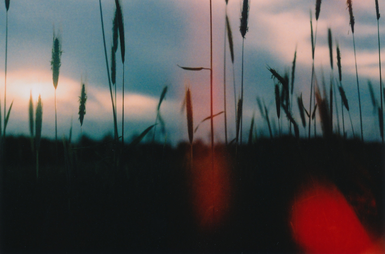 tramonto, erba, cielo, Alba, calma, sera, vento, orizzonte, atmosfera, crepuscolo, tungsteno, 35MM, albero, alba, analogico, film, xpro, scaduto, energia, canonftb, sfondo del computer, cielo rosso al mattino, famiglia di erba, lightleak, fenomeno, crossprocessed, slidefilm, Kodakektachrome320t, Westernmass