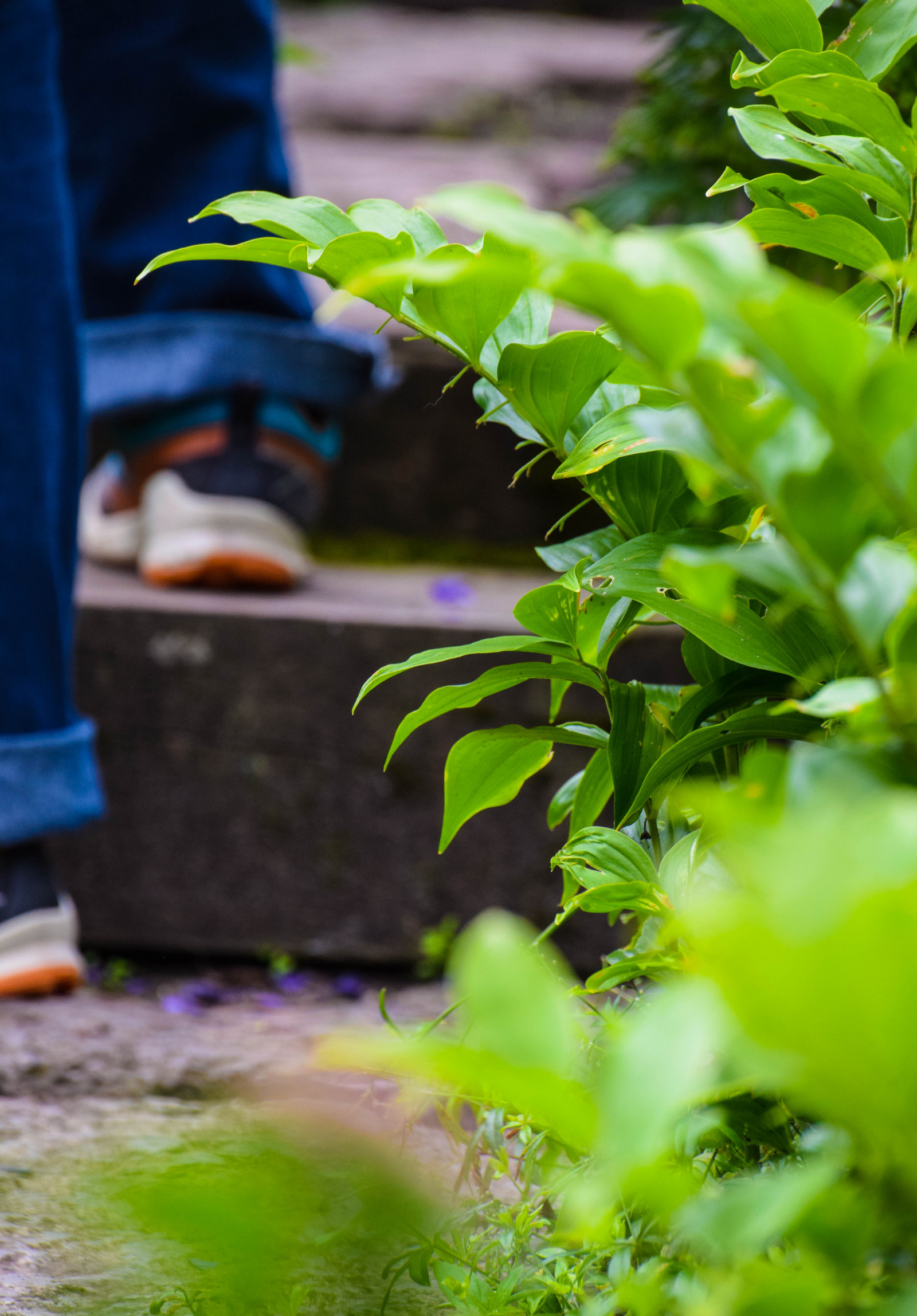 slunečnímu záření, les, zahrada, město, ulice, voda, Příroda, tráva, rostliny, větev, zelená, Švédsko, Sverige, světlo, barva, strom, podzim, list, květ, rostlina, cityview, sk nel n, se, Lund, Botanická zahrada, botanicgareden, botaniskatr dg rden, botaniksatr dg ren, trávník, půda, botanika, makro fotografie