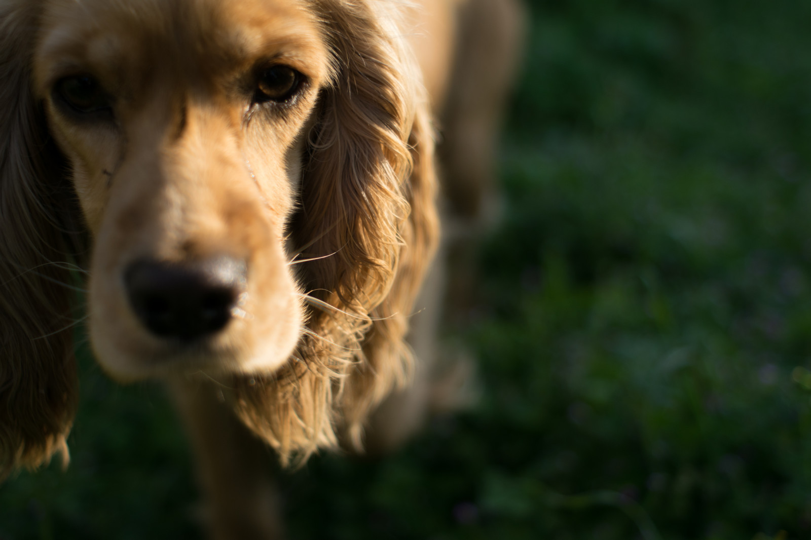 Fondos de pantalla : mascota, Mir, 35 mm, F2, perro, cocker, spaniel