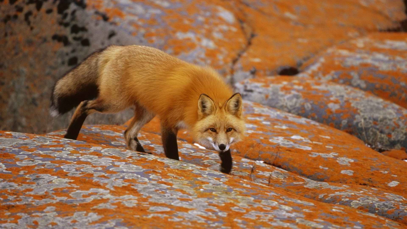 1920x1080px, 캐나다, 여우, 주황색, 빨간