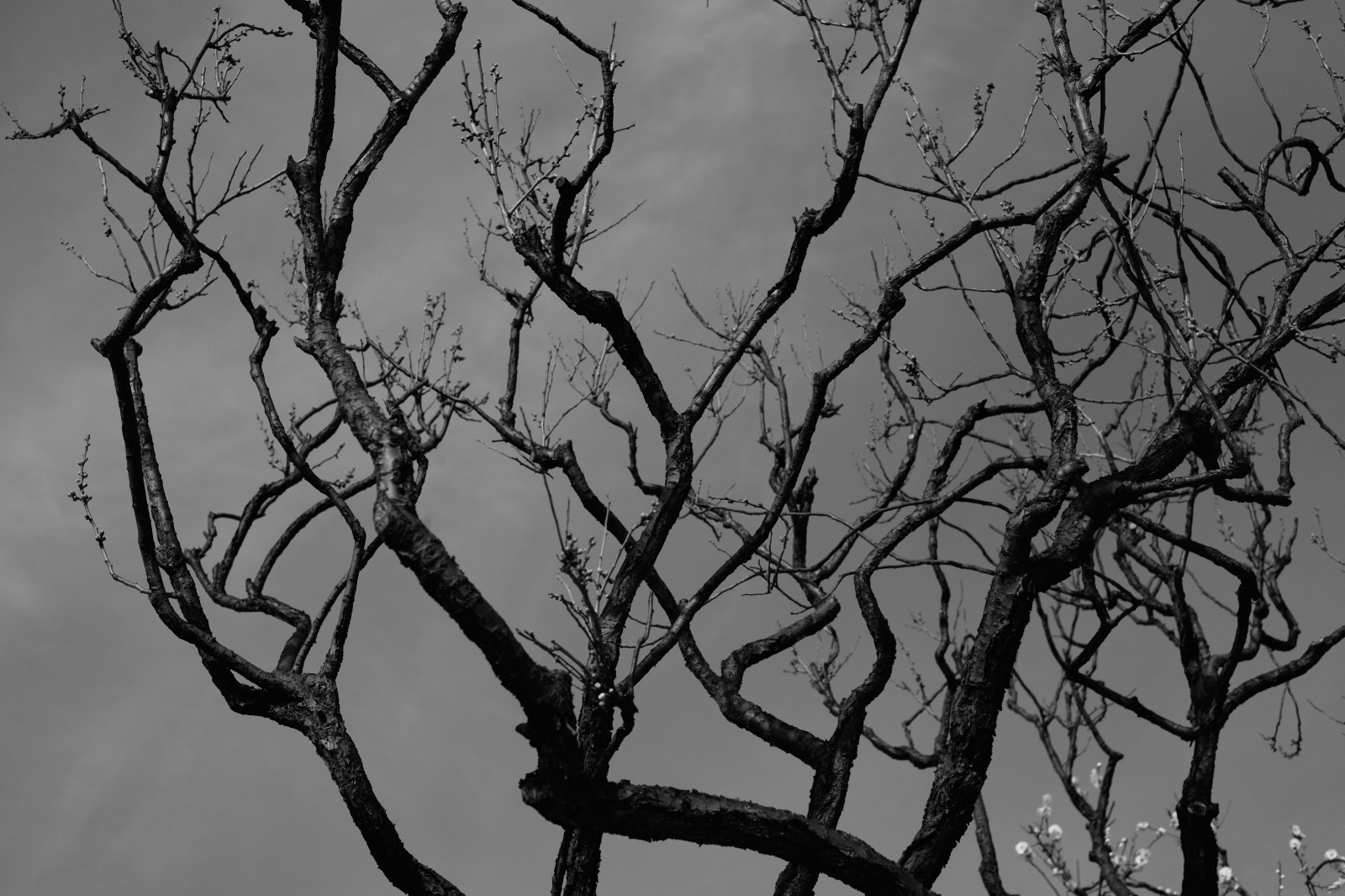 Giappone, nero, monocromo, natura, la neve, inverno, ramo, ghiaccio, Leica, Tokyo, M, albero, foglia, fiore, pianta, bw, ume, zeiss, CarlZeiss, oscurità, ikegamibaien, Ikegami, japaneseapricot, leicam, typ240, planare, planar250zm, ramoscello, fenomeno atmosferico, bianco e nero, fotografia in bianco e nero, pianta legnosa, staminali vegetali