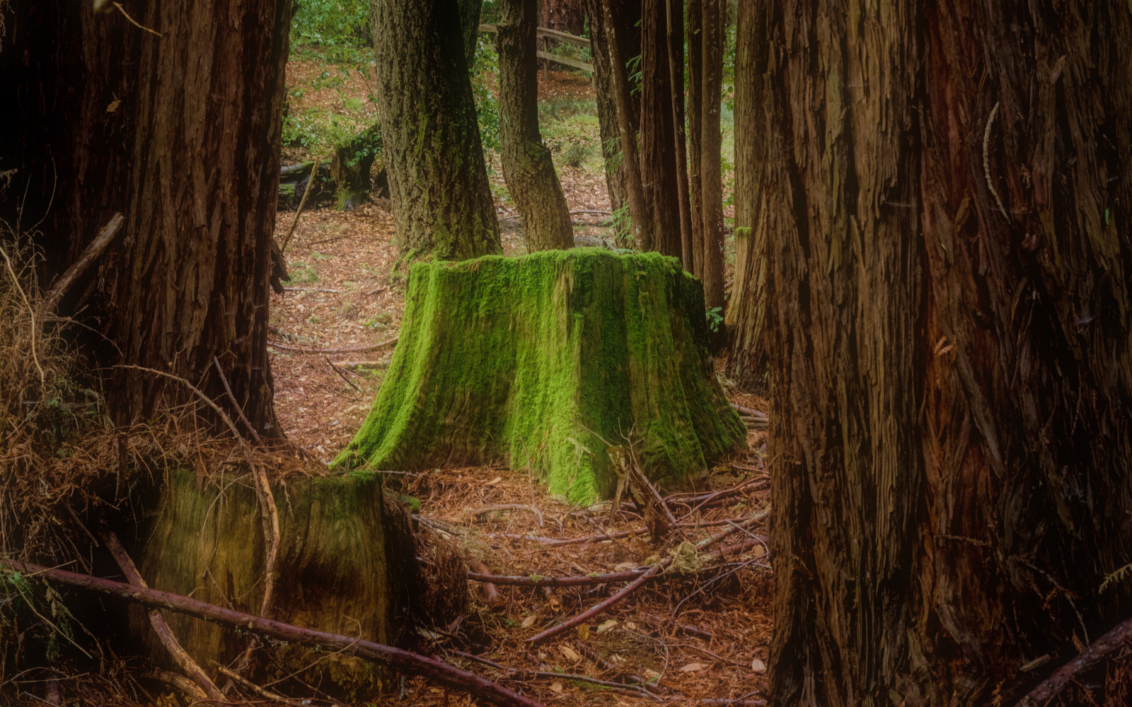 slunečnímu záření, les, hory, pařez, tráva, park, dřevo, větev, mech, Kalifornie, smrt, život, džungle, santa, deštný prales, Olympus, sekvoj, strom, velký, chladný, rostlina, pahýl, les, cruz, vegetace, Stát, M43, microfourthirds, EM1, zálesí, háj, ekosystém, mírné jehličnatý les, biome, kufr, tráva rodina, prales, povodí, mamutí, nudný, Cool2, cool3, uncool2, uncool3, uncool4, uncool5, uncool6, uncool7, semper, virens, spruce fir forest, valdivian temperate rain forest