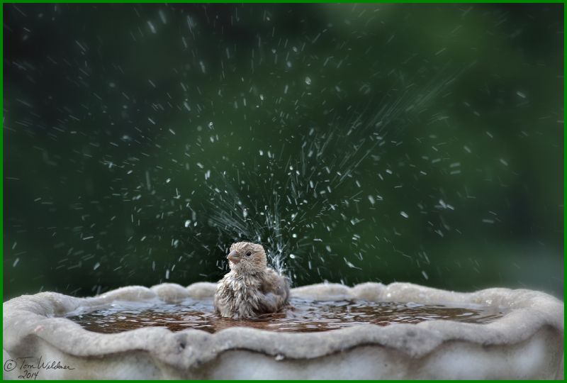 vand, grøn, fauna, græs, organisme, dyreliv