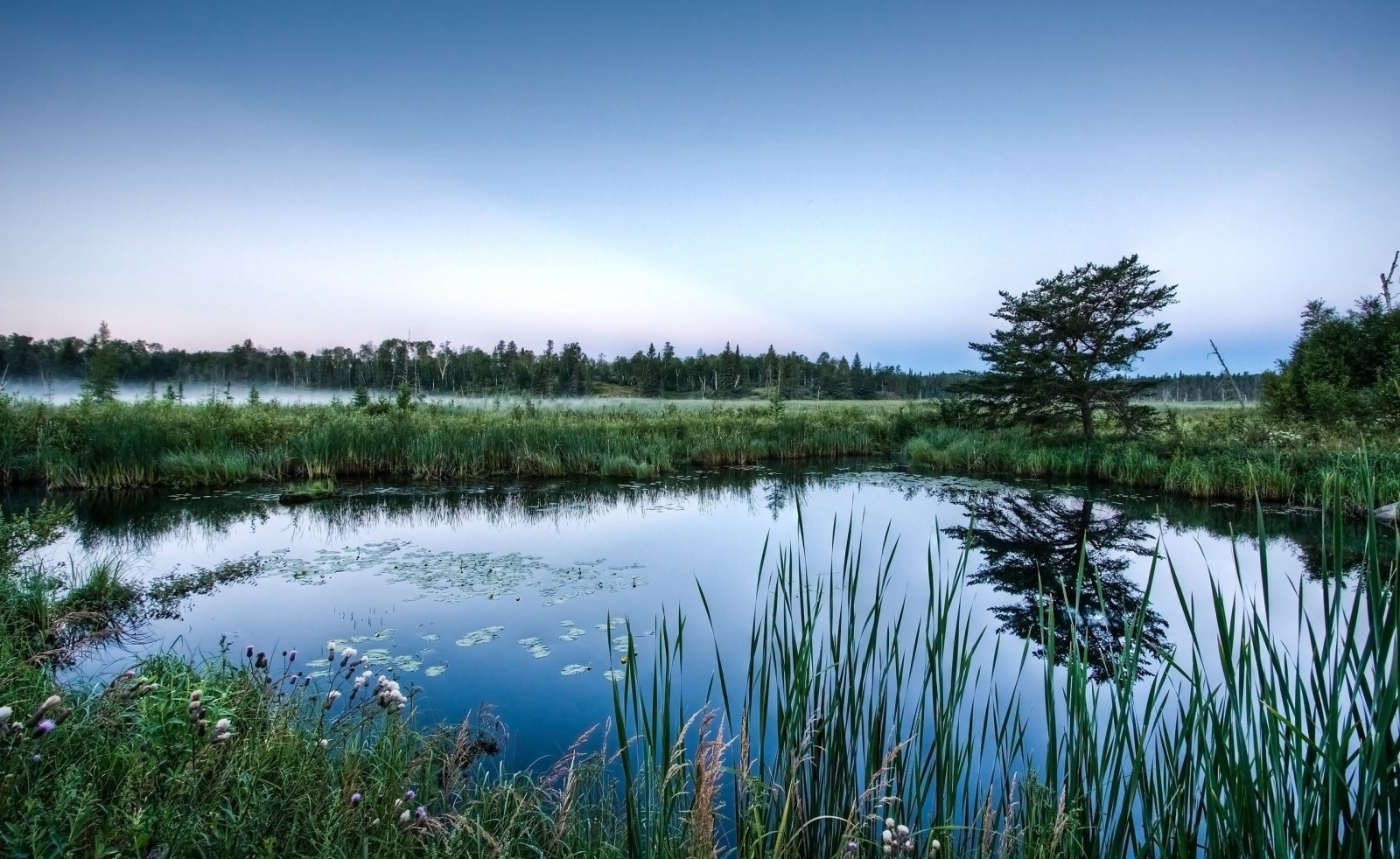 træer, landskab, sø, vand, natur, afspejling, græs, planter, fotografering, ødemark, Dam, sump, vådområde, træ, eng, reservoir, 2559x1571 px, marsk, levested, naturligt miljø, økosystem, krop af vand, græs familie, mose