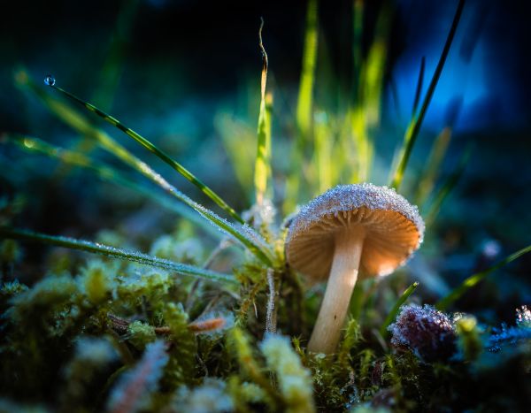 macro,mushroom,bokeh,centralpark,ice,frost