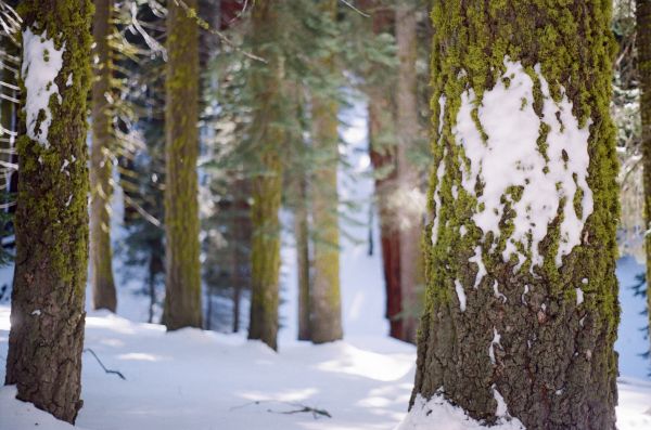 tree,bark,moss,snow