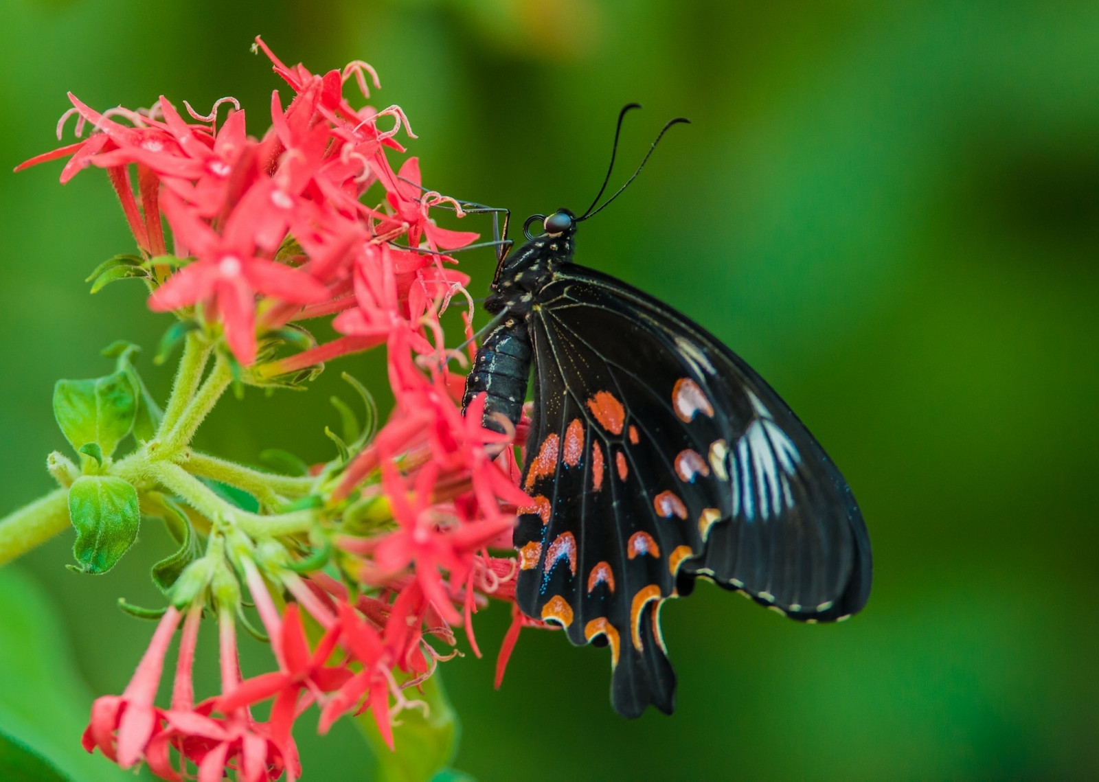 zvěř, rostliny, makro, motýl, hmyz, mol, květ, makro fotografie, bezobratlý, organismus, nektar, opylovači, můry a motýli, lycaenid, motýl monarcha, štětec footed motýl, 2048x1459 px