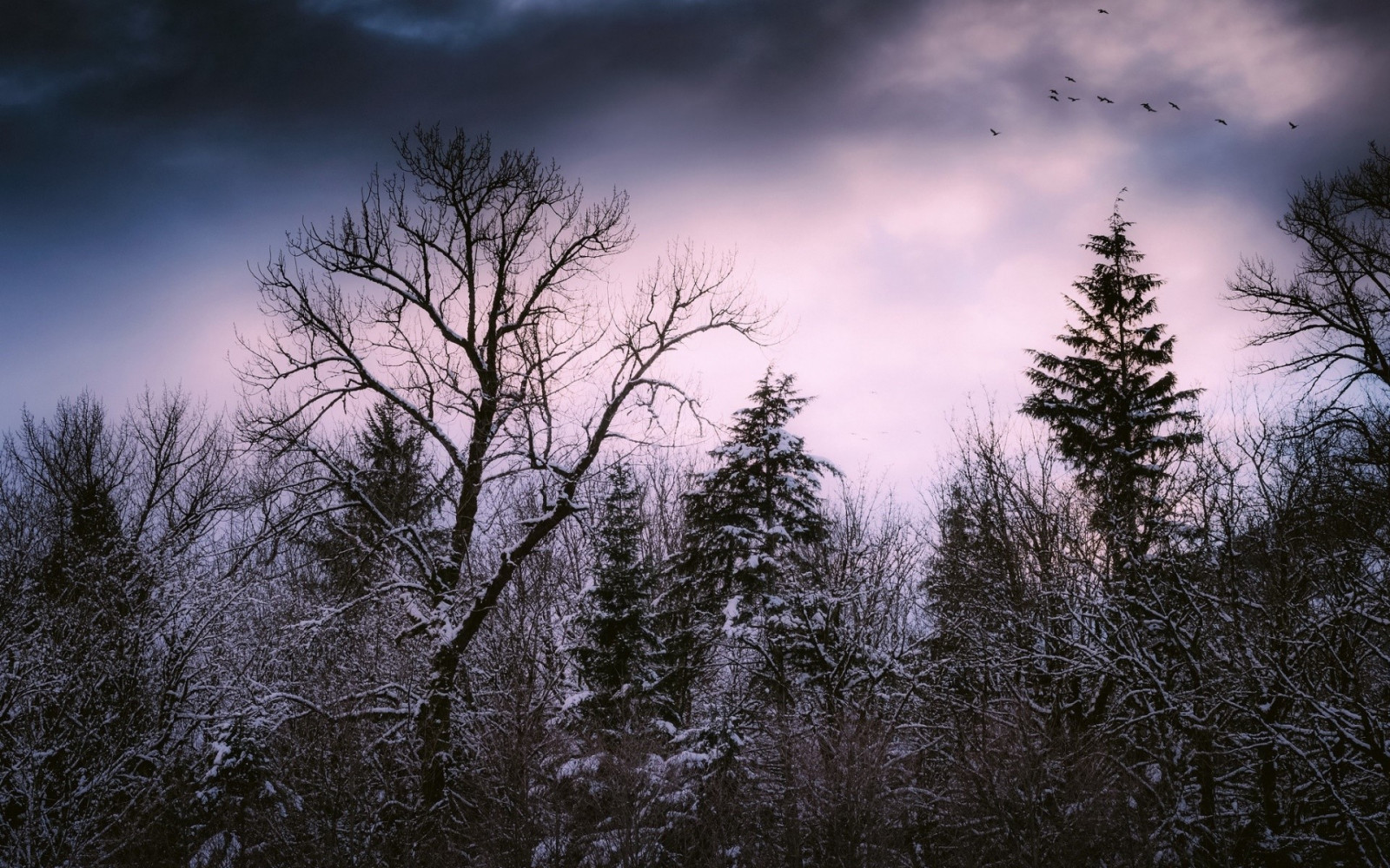 slunečnímu záření, stromy, les, Příroda, tráva, nebe, sníh, zima, větev, večer, ráno, mráz, atmosféra, soumrak, zmrazení, světlo, mrak, strom, list, počasí, svítání, rostlina, sezóna, tma, atmosférický jev, dřevina