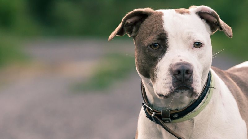1920x1080 px,animal,cute,dog,dogs,friendly