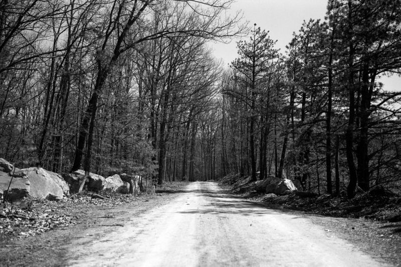 strom, Příroda, zálesí, sníh, Černá, silnice