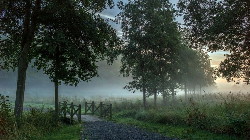sunlight, trees, landscape, forest, nature, grass sunlight, trees, landscape, forest, nature, grass