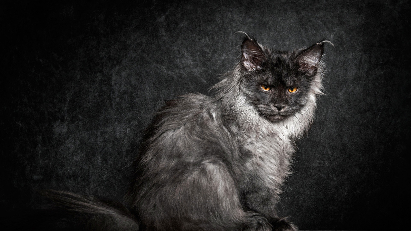 Černá, kočka, zvěř, černobílý, kníry, Kočkovitý, Mainská mývalí, Černá kočka, tma, savec, Černý a bílý, monochromatické fotografování, obratlovců, kočka jako savci, malé až středně velké kočky