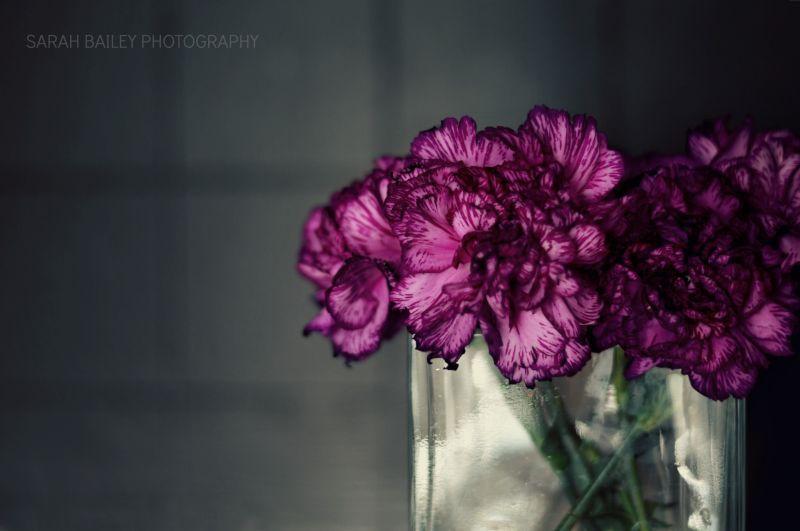 květiny,nachový,purpleflowers,váza,karafiáty