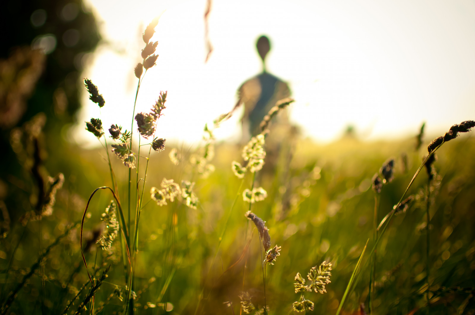 tráva, 35MM, venkov, Nikon, NIKKOR, griffin, zlatá hodina, howstrangeishishead