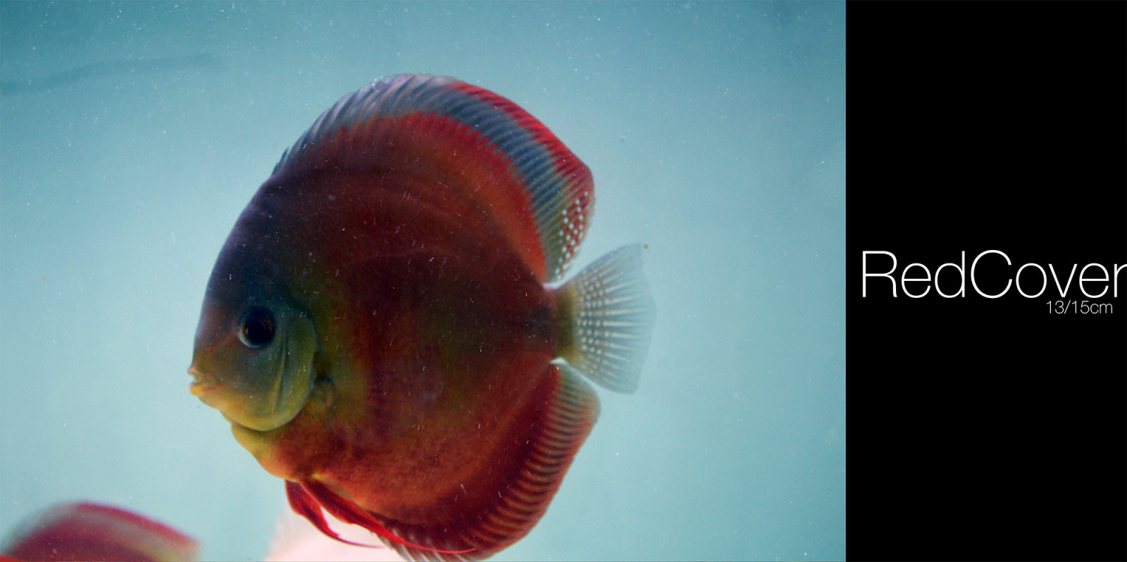 Červené, Ryba, Pod vodou, zlatá rybka, Discus Fish, biologie, makro fotografie, mořská biologie, hlubinné ryby, organismus, Pomacentridae, pomacanthidae