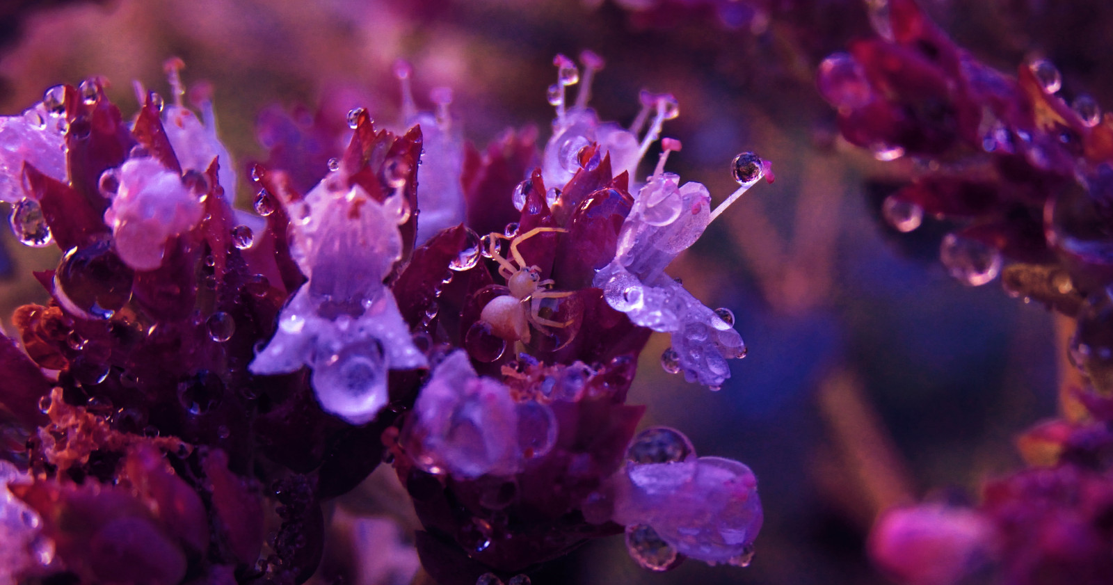 nachový, fialový, flóra, makro fotografie, květ, jaro, levandule, voda, počítač tapeta, vlhkost, rostlina