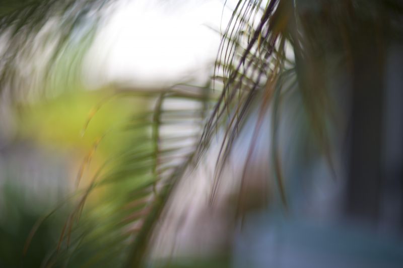 zonlicht, detailopname, macrofotografie, fotografie, blad, gras zonlicht, detailopname, macrofotografie, fotografie, blad, gras