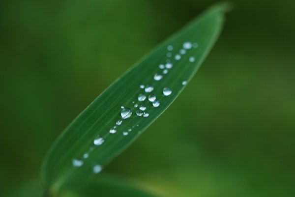 nature,water,rain,Nikon,natur,raindrops