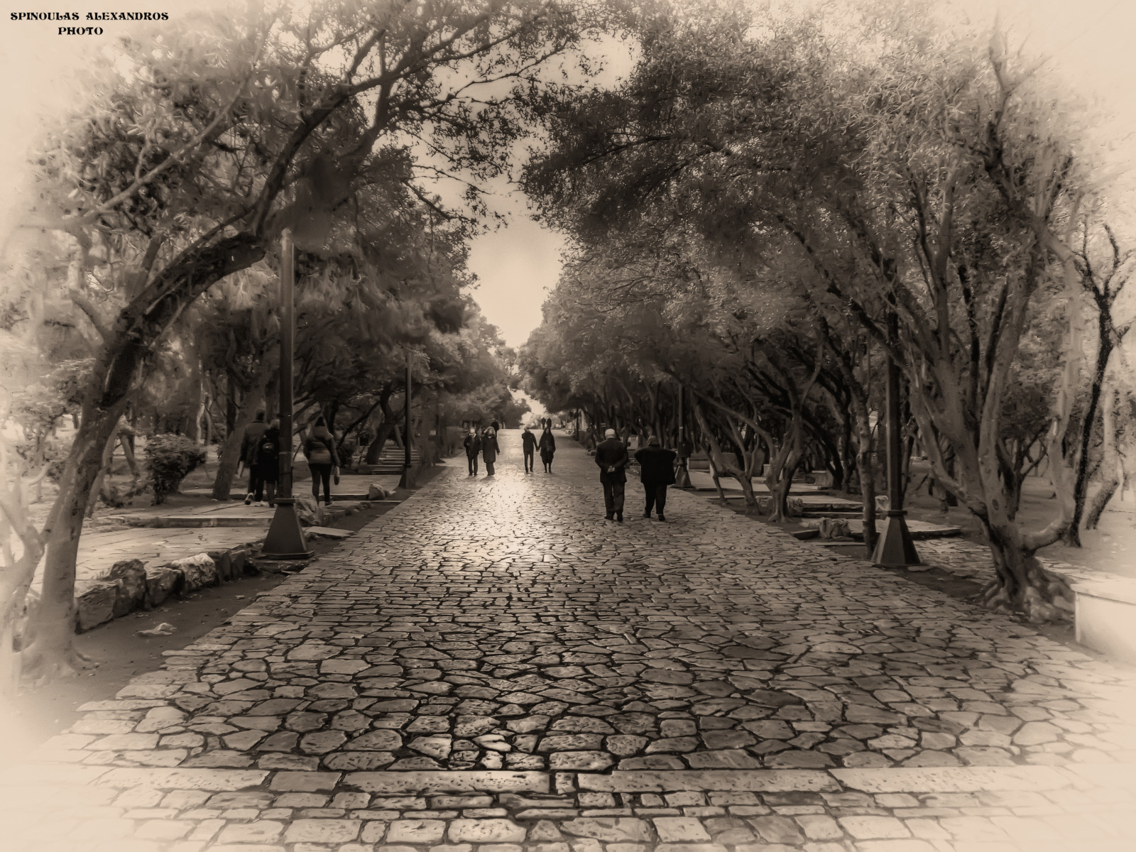 træ, sort og hvid, vedplante, afdeling, monokrom fotografering, plante, blomst, monokrom, himmel, visual arts, forår, vinter, landskab, historie, stock photography